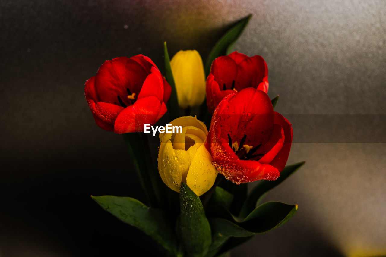 CLOSE-UP OF RED ROSE AGAINST WHITE WALL