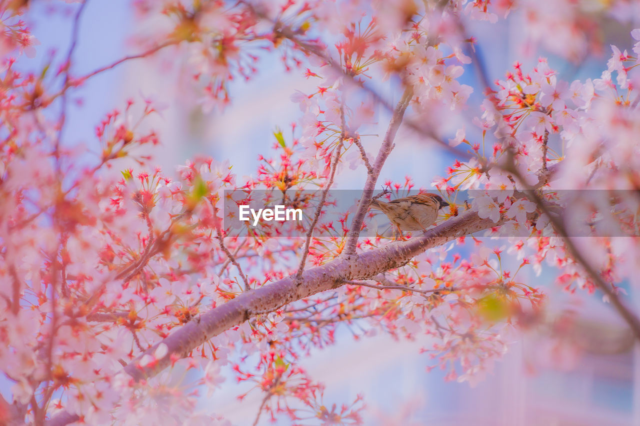 plant, tree, beauty in nature, flower, blossom, springtime, flowering plant, nature, pink, branch, cherry blossom, freshness, fragility, growth, sky, no people, outdoors, day, spring, autumn, tranquility, selective focus, culture, close-up, backgrounds, low angle view, plant part, leaf, pastel colored, petal, focus on foreground, red, food and drink, cherry tree, blue