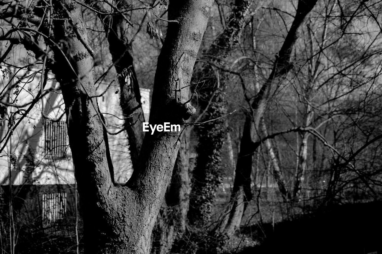 BARE TREES WITH BARE TREES IN FOREGROUND