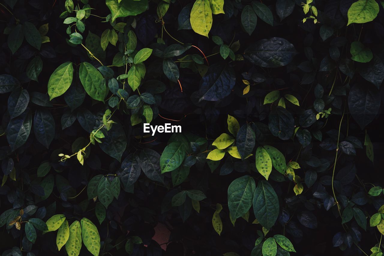 Full frame shot of leaves growing on field