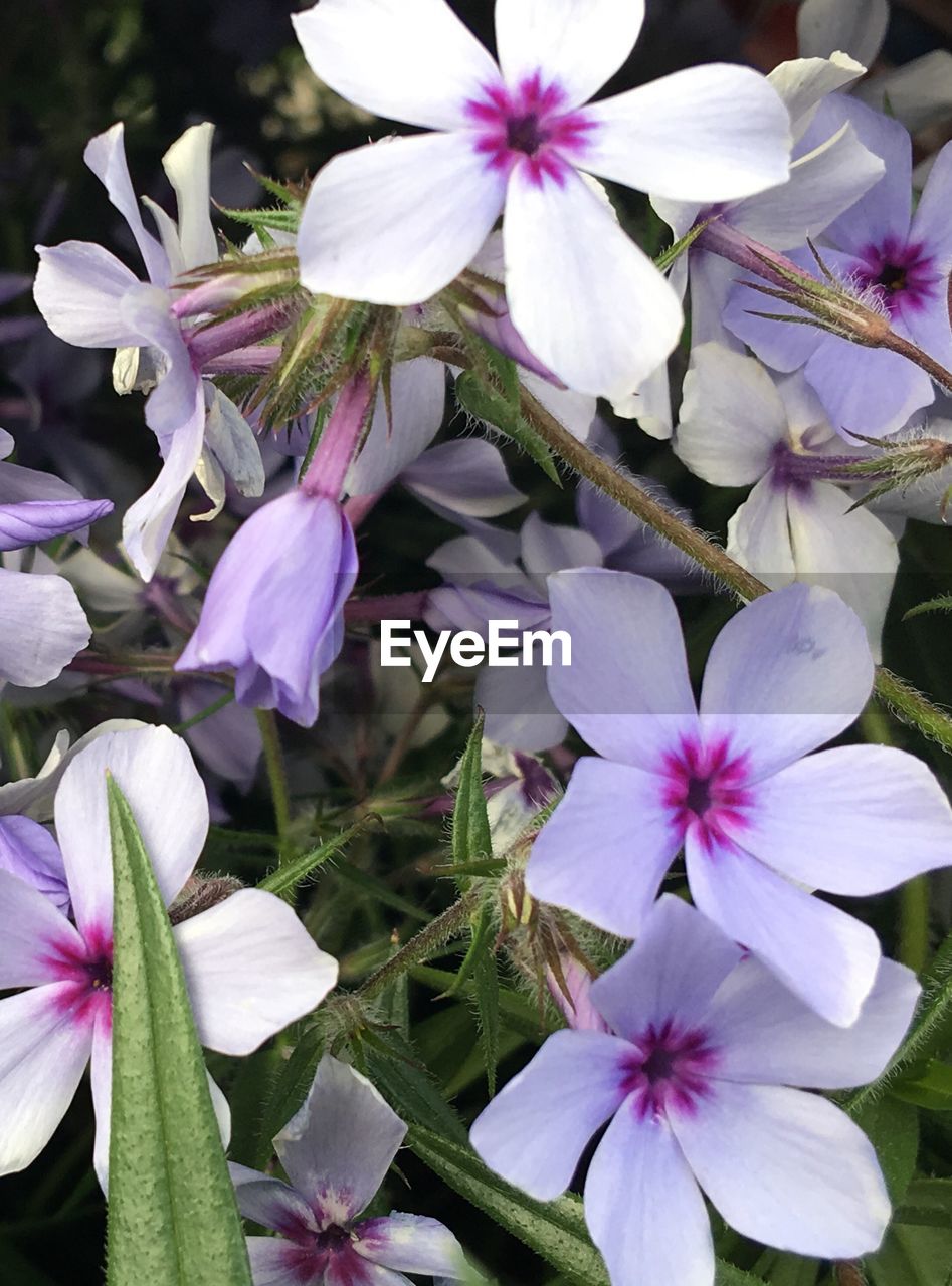 Close-up of purple flowers blooming outdoors