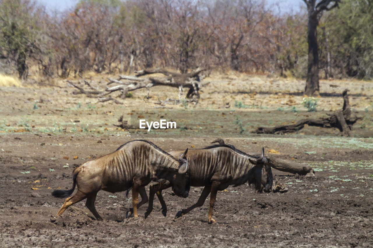 Wildebeests running on land