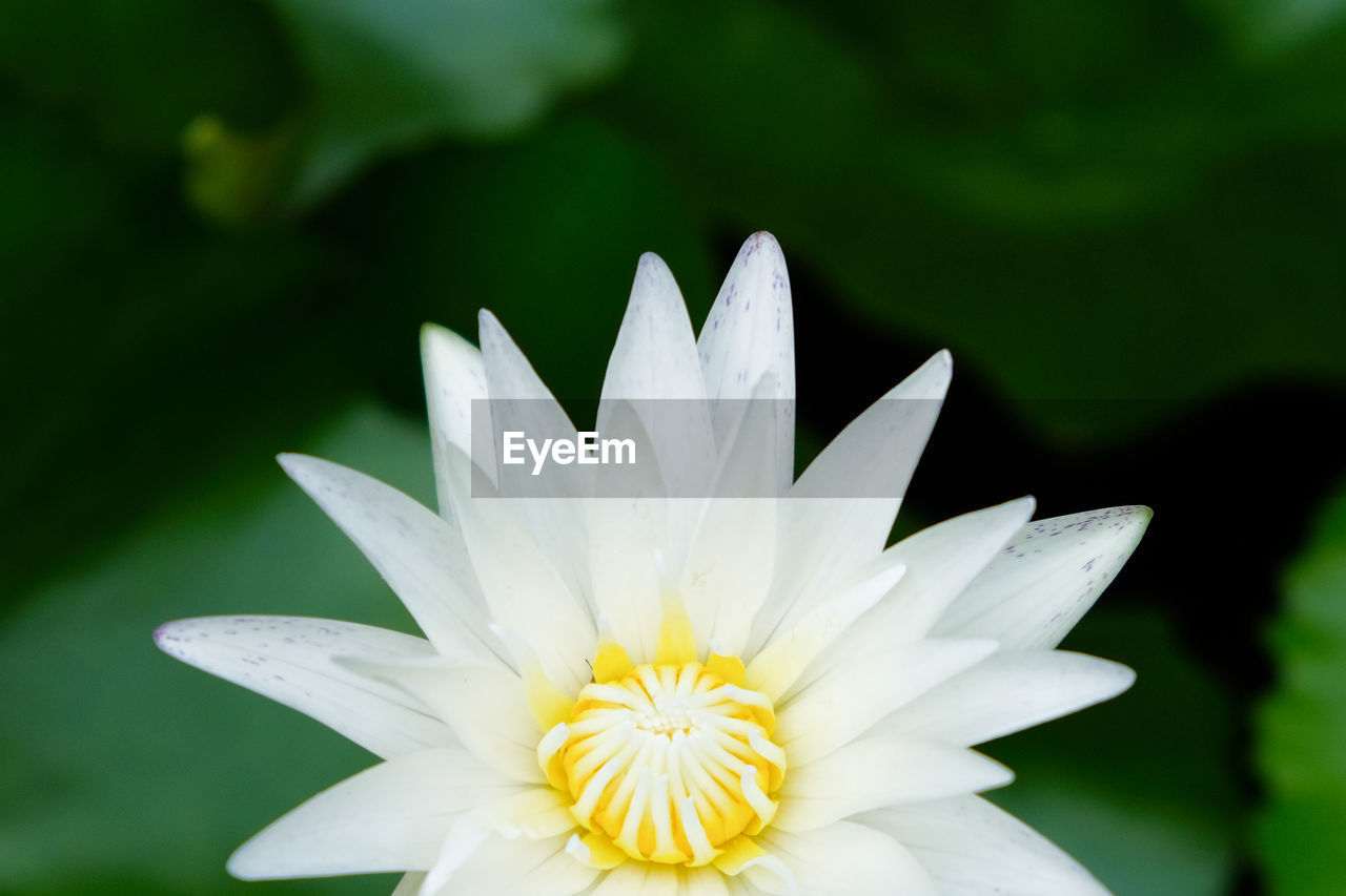 Close-up of white water lily blooming outdoors