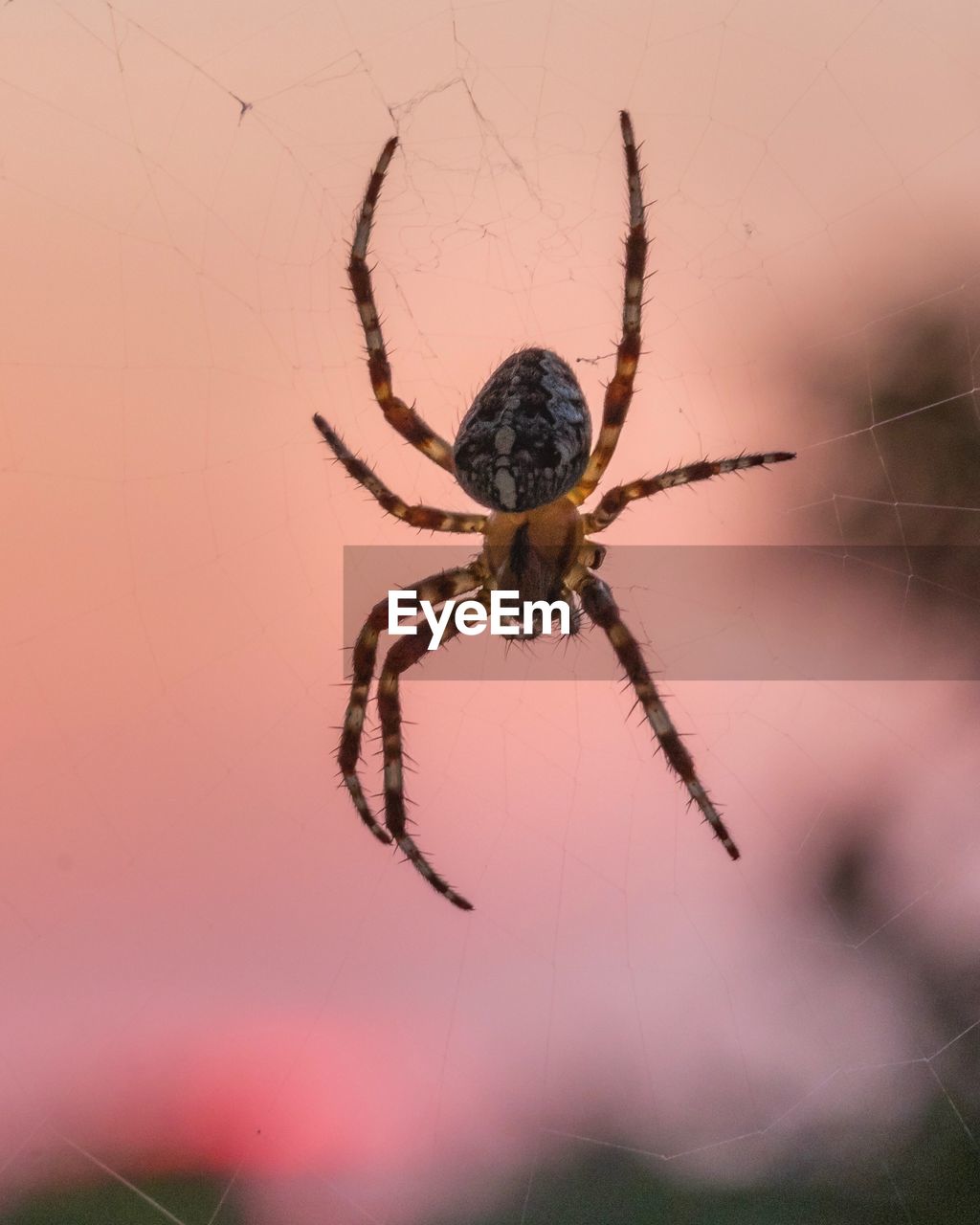 CLOSE-UP OF SPIDER AND WEB