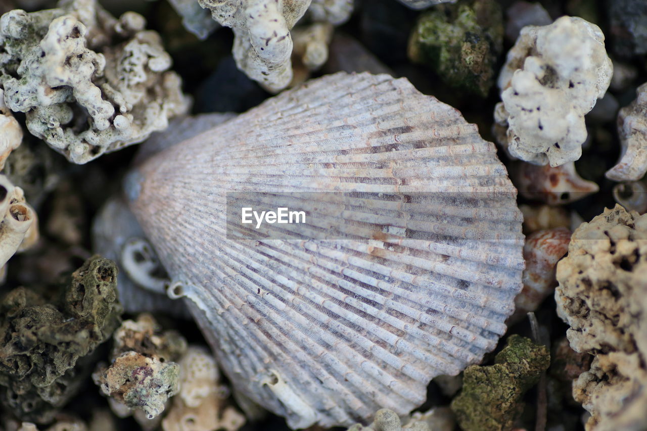 Close-up of seashell on field