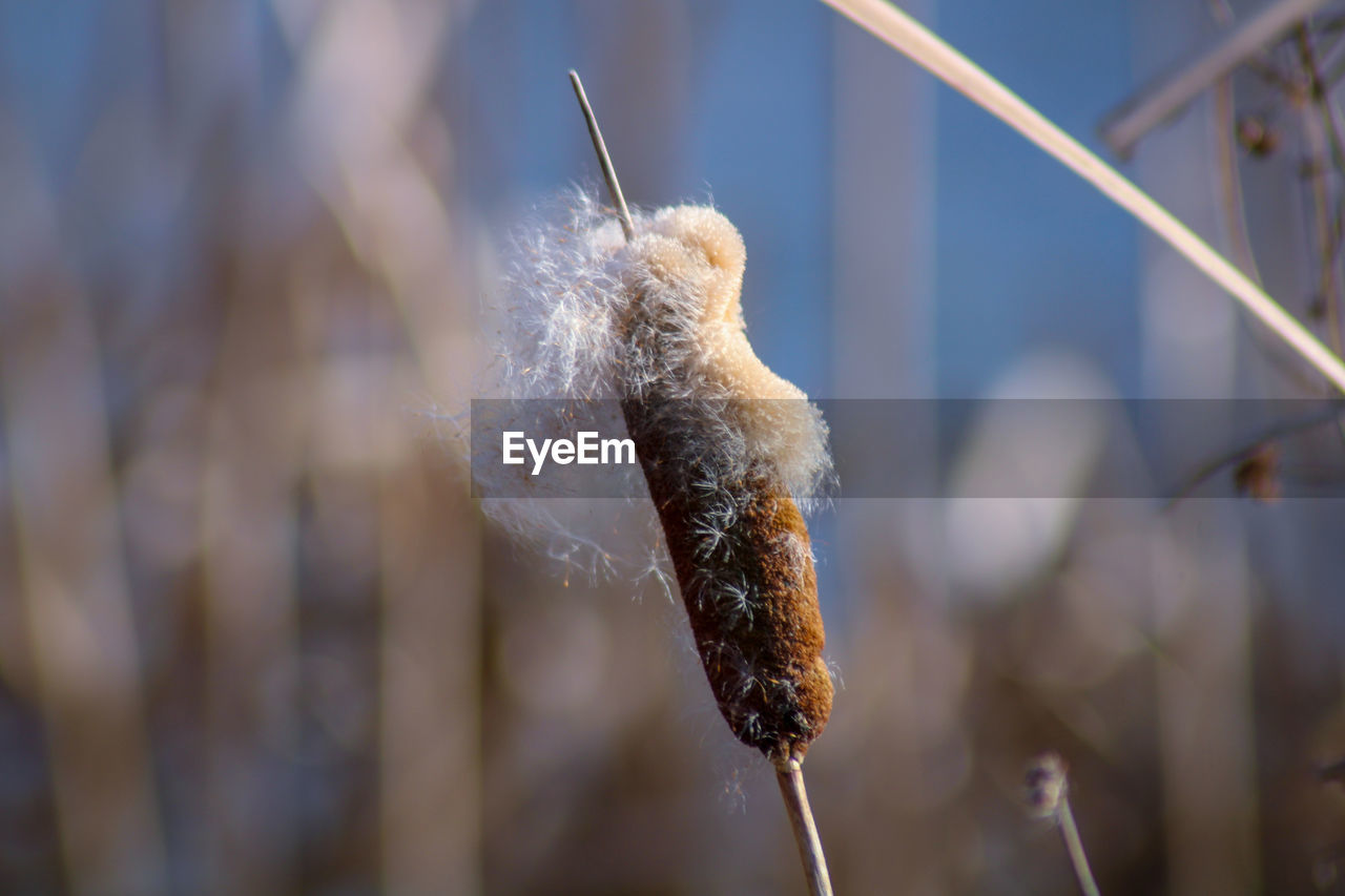 Close-up of a plant bull rush 