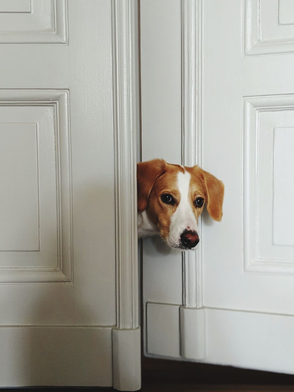 Portrait of dog standing at doorway