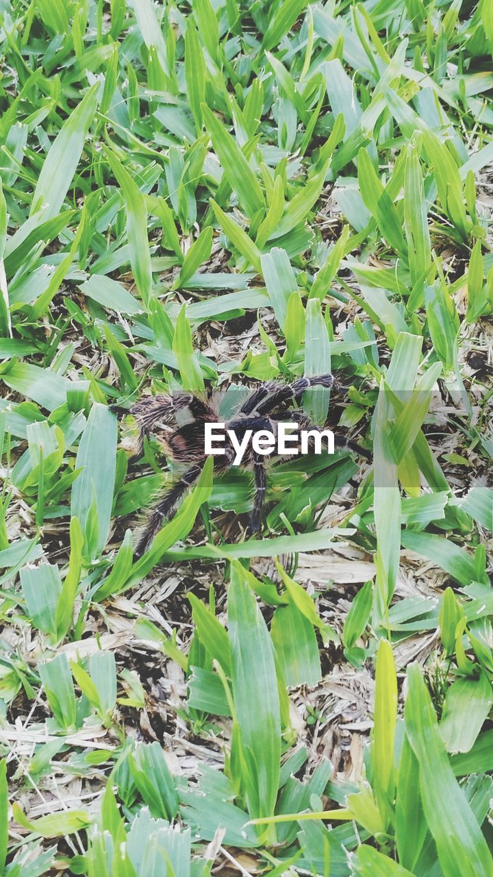 HIGH ANGLE VIEW OF BUTTERFLY ON PLANTS IN LAND