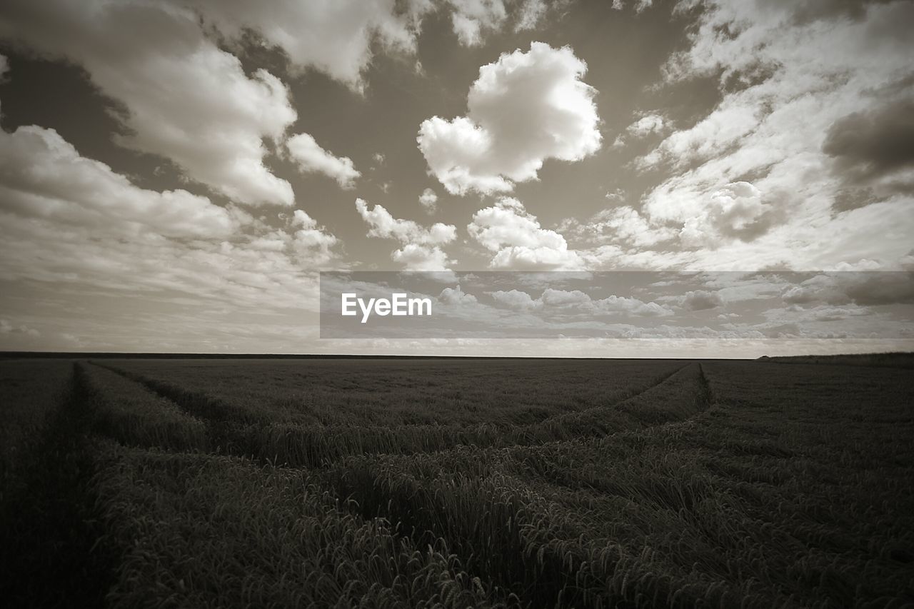 VIEW OF WHEAT FIELD AGAINST CLOUDY SKY