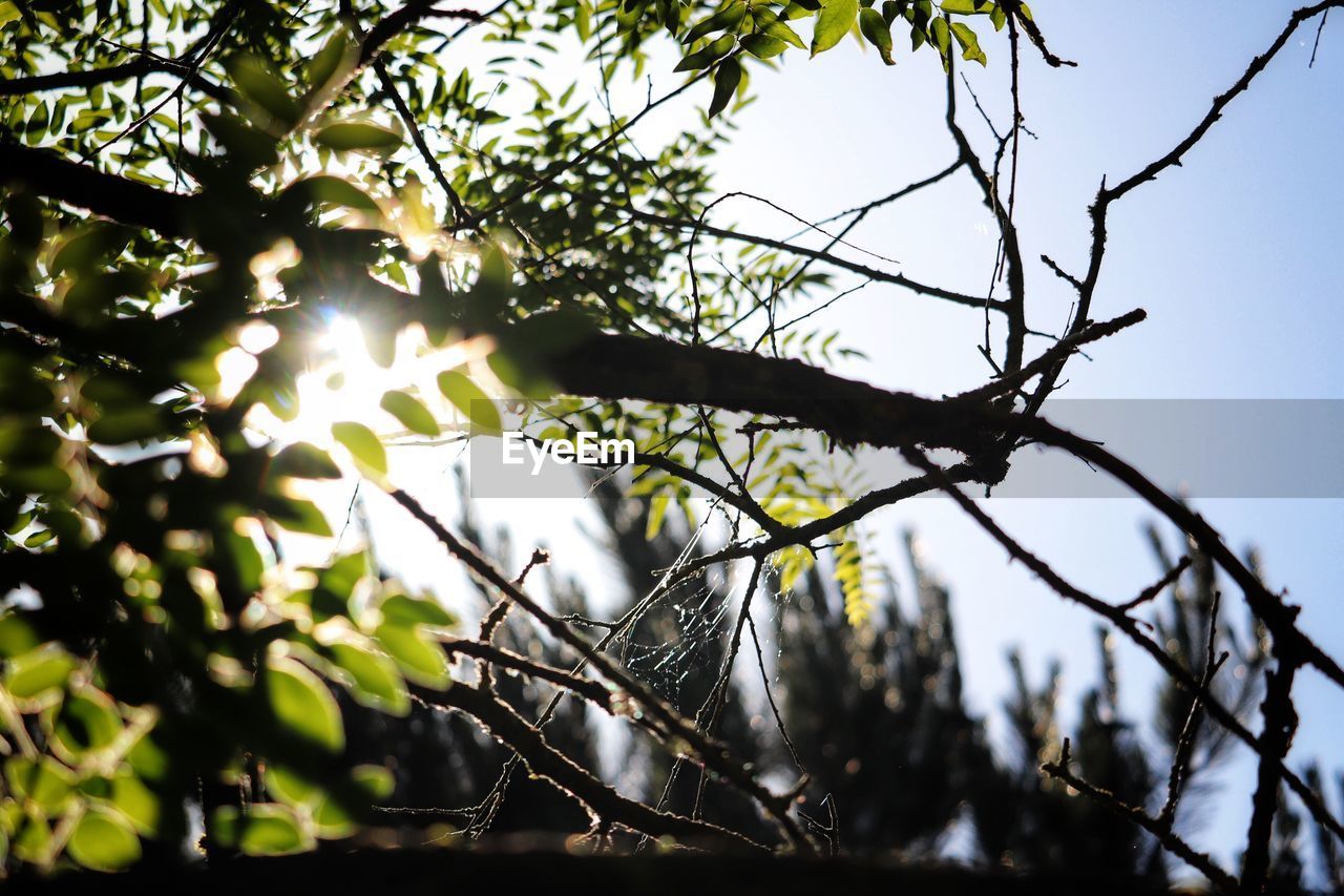 Low angle view of sunlight streaming through tree ans spider web