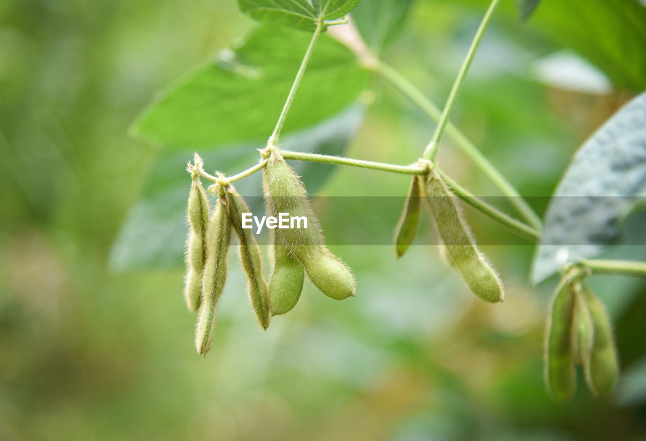 CLOSE-UP OF GREEN PLANT ON STEM