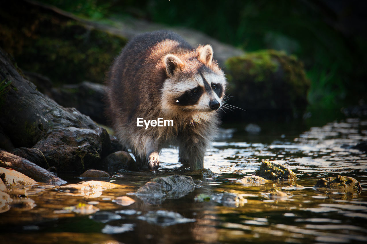 Close up of a racoon in water