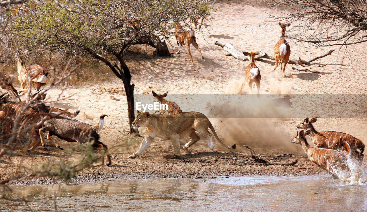 High angle view of mammals by lake