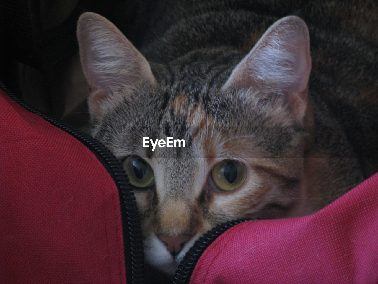 CLOSE-UP PORTRAIT OF CAT IN BLANKET