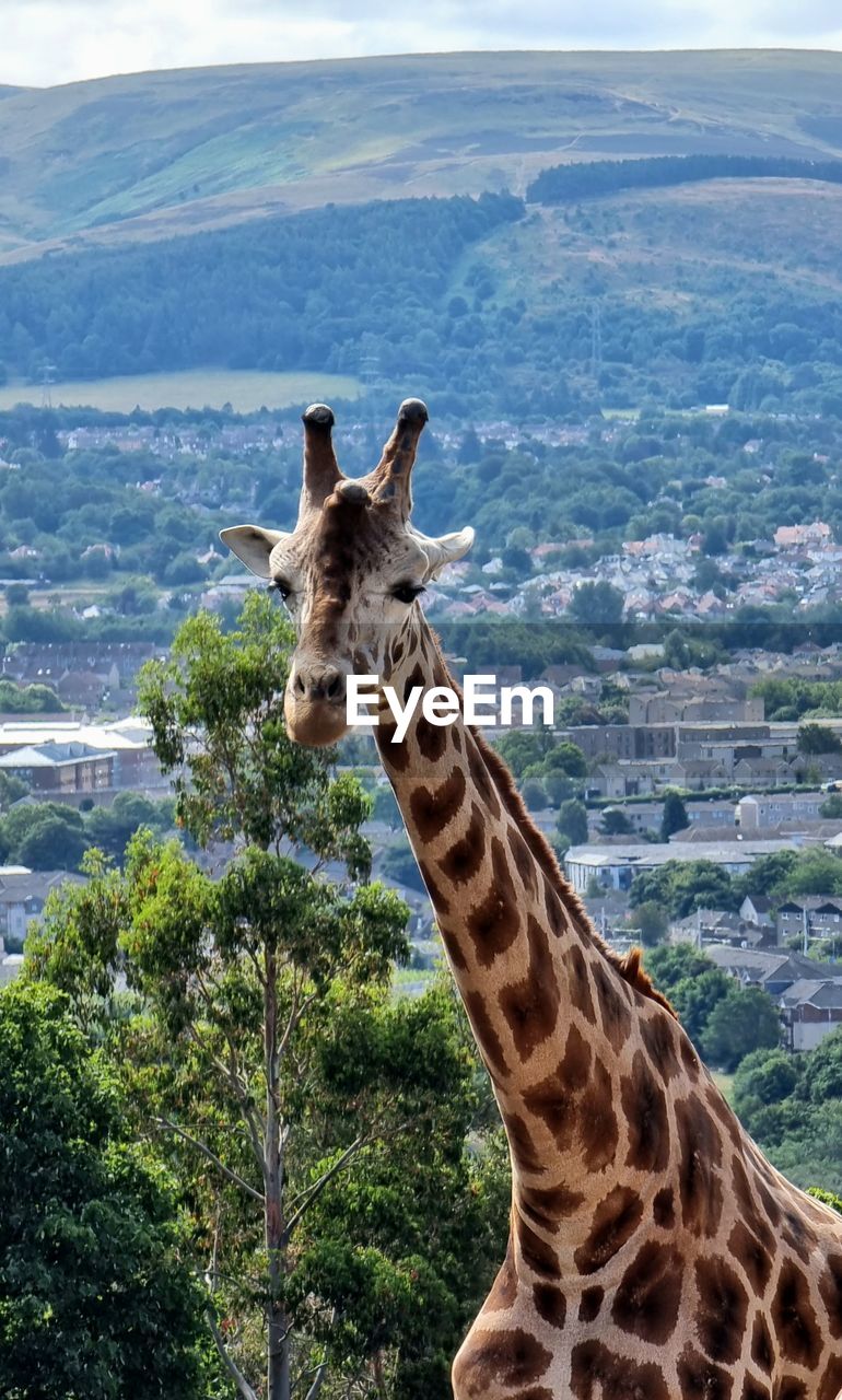 giraffe, animal, animal themes, animal wildlife, mammal, one animal, wildlife, no people, nature, tree, mountain, travel destinations, safari, tourism, day, plant, beauty in nature, sky, adventure, animal neck, outdoors, landscape, animal body part, portrait, environment, domestic animals, travel, herbivorous, animal markings, looking at camera, scenics - nature, savanna