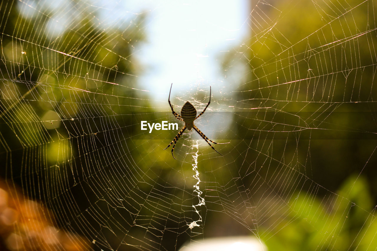 Close-up of spider on web