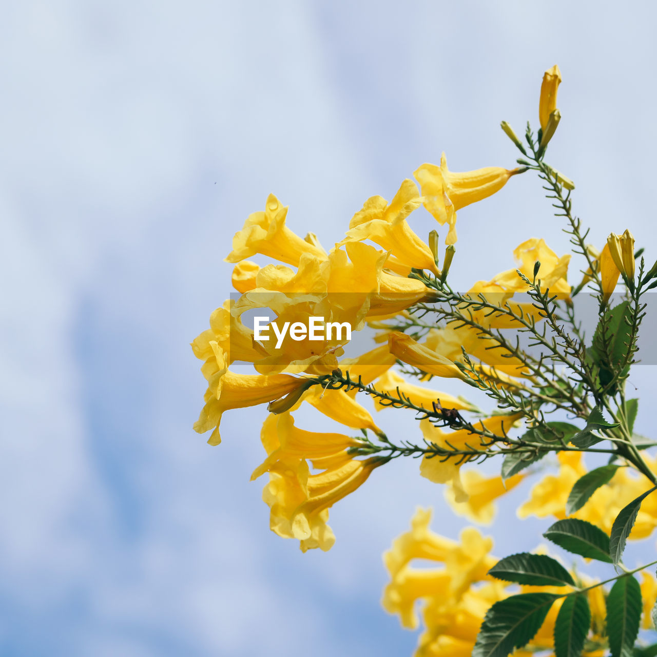 LOW ANGLE VIEW OF YELLOW FLOWERING PLANT