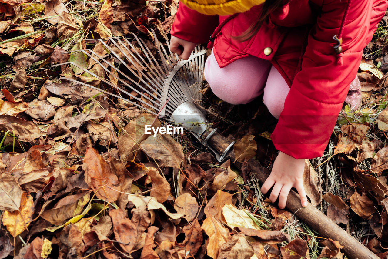 The rake lies on a pile of fallen leaves. children's hands take a rake. seasonal garden work. 