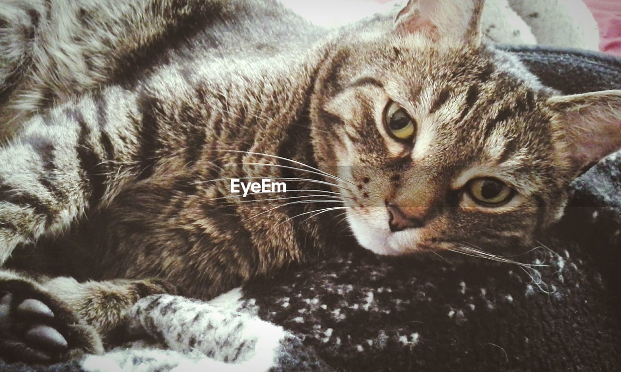 Portrait of cat resting on bed