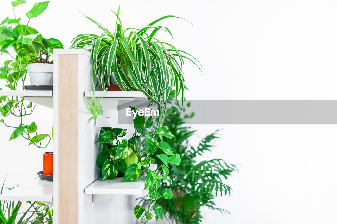 CLOSE-UP OF POTTED PLANTS AGAINST WHITE BACKGROUND
