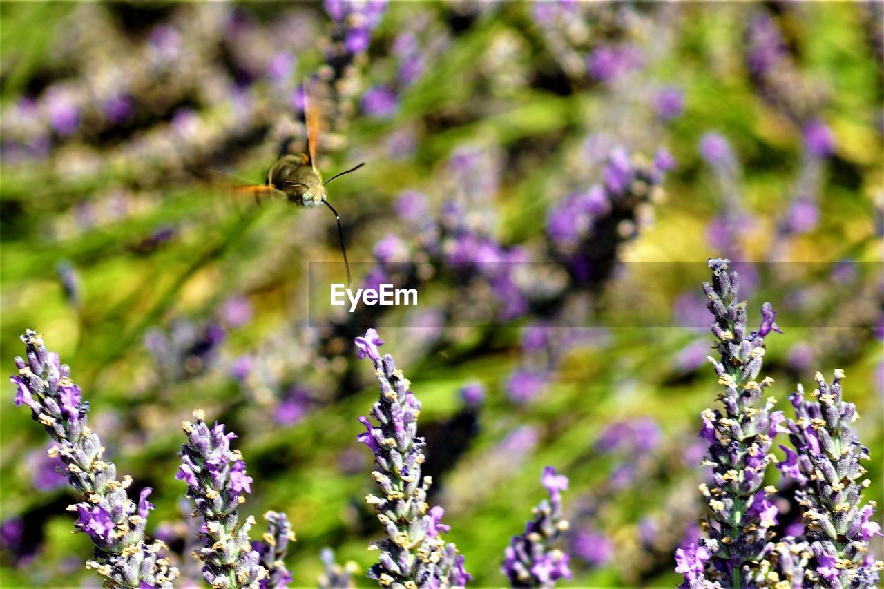 CLOSE-UP OF BEE POLLINATING FLOWER