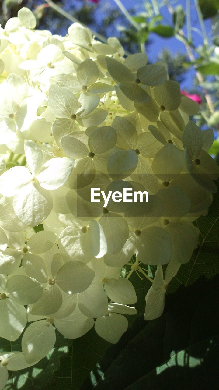 CLOSE-UP OF FLOWERS BLOOMING