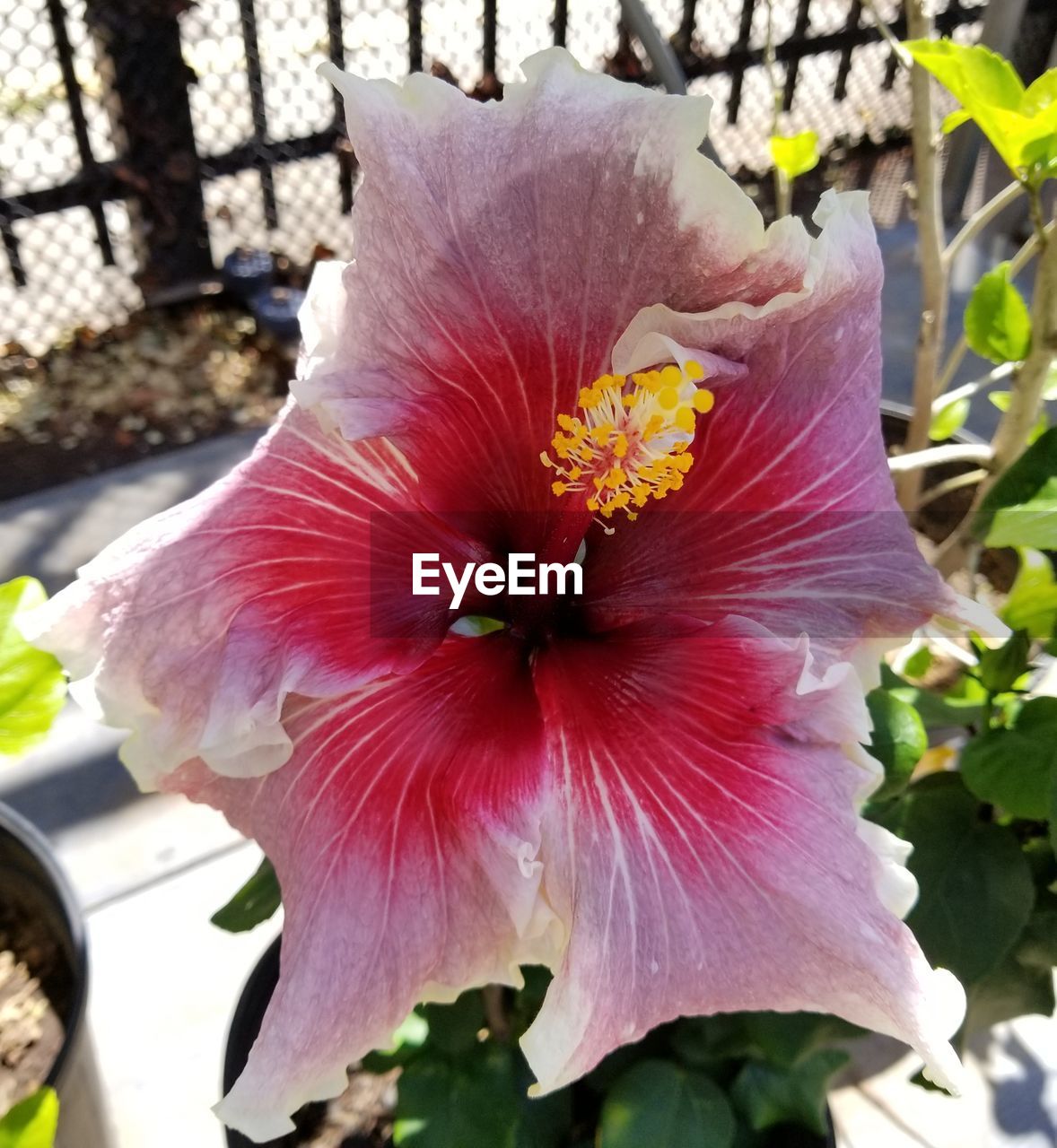 CLOSE-UP OF HIBISCUS BLOOMING