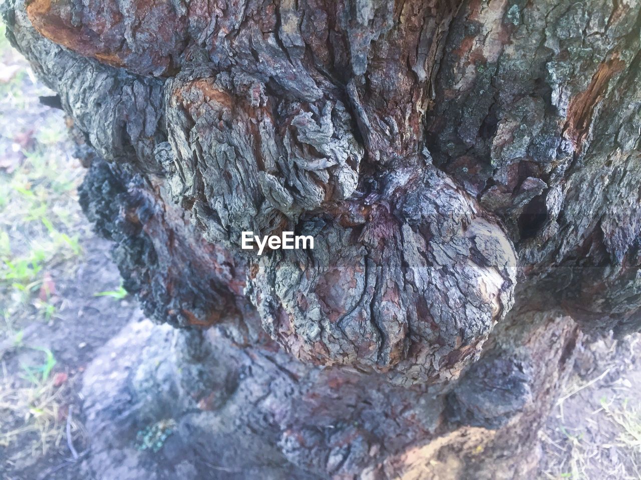 CLOSE-UP OF TREE TRUNK