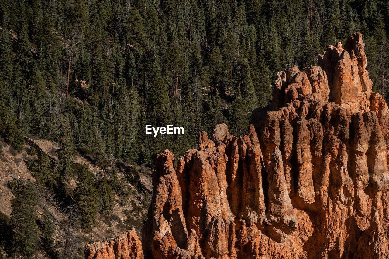 Low angle view of rock formations in forest