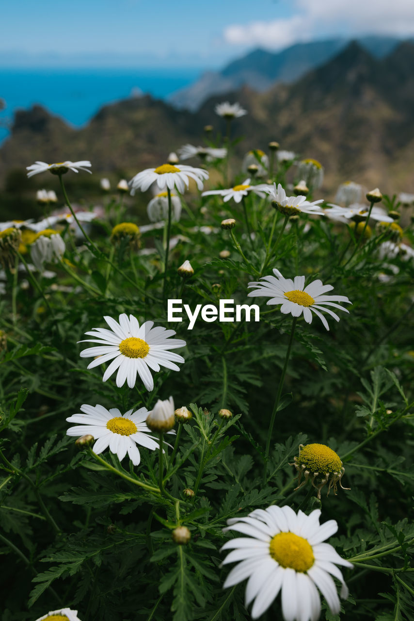 flowering plant, flower, plant, freshness, beauty in nature, nature, fragility, flower head, meadow, mountain, daisy, growth, petal, close-up, white, inflorescence, field, wildflower, no people, yellow, land, mountain range, day, focus on foreground, sky, grass, outdoors, environment, landscape, botany, pollen, springtime, green, blossom