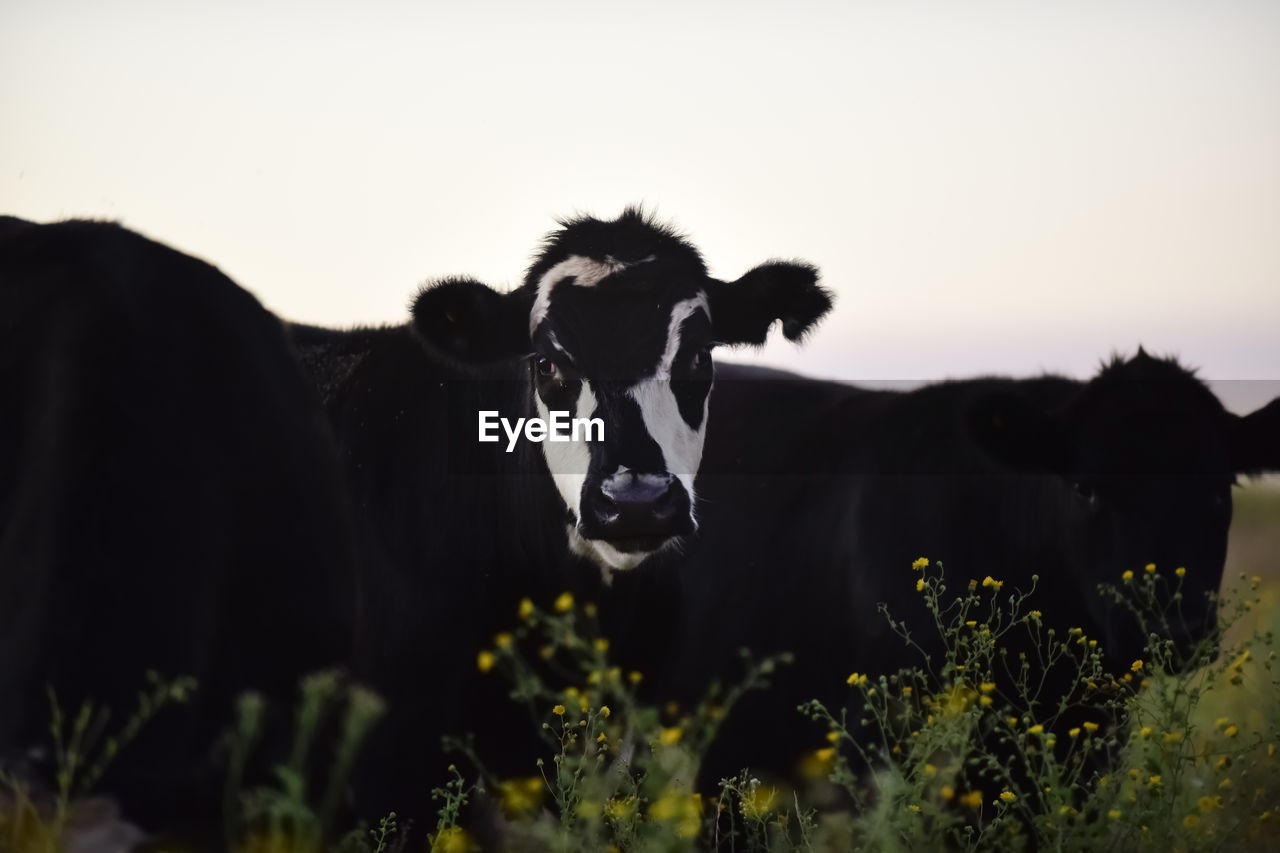 portrait of cows on field against clear sky