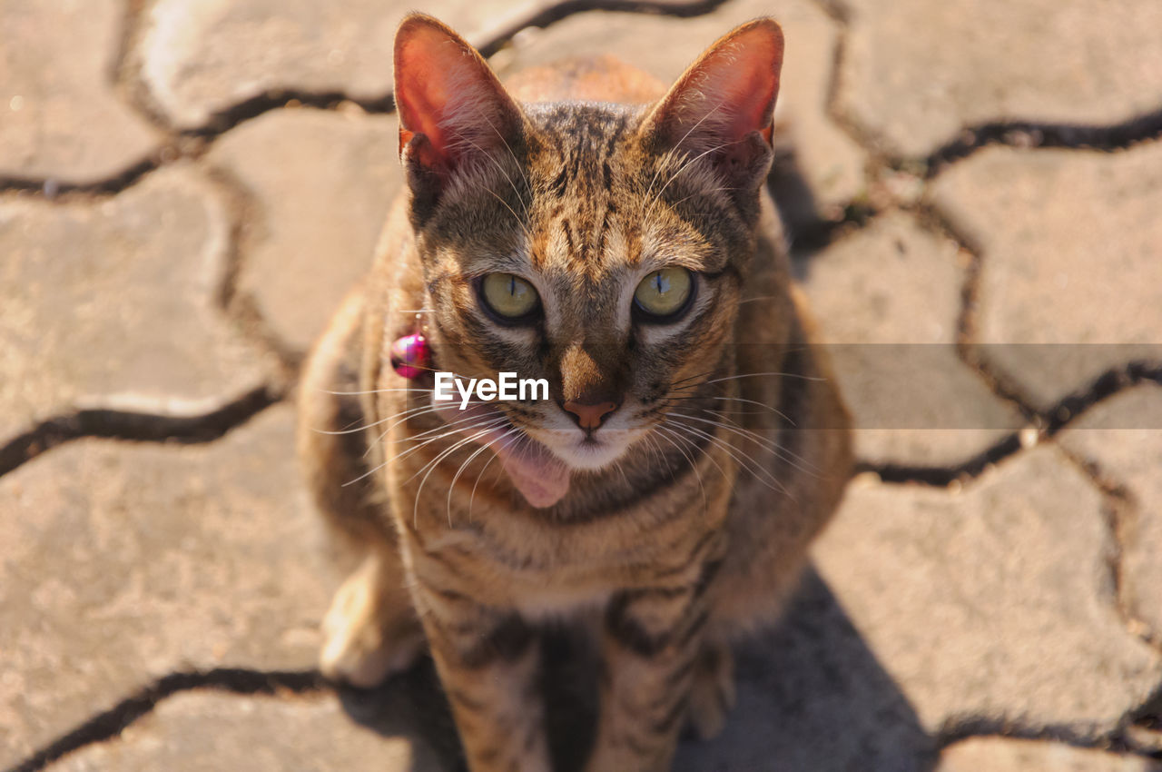 Brown color cat wearing collar sitting and looking at camera while sitting on the floor.