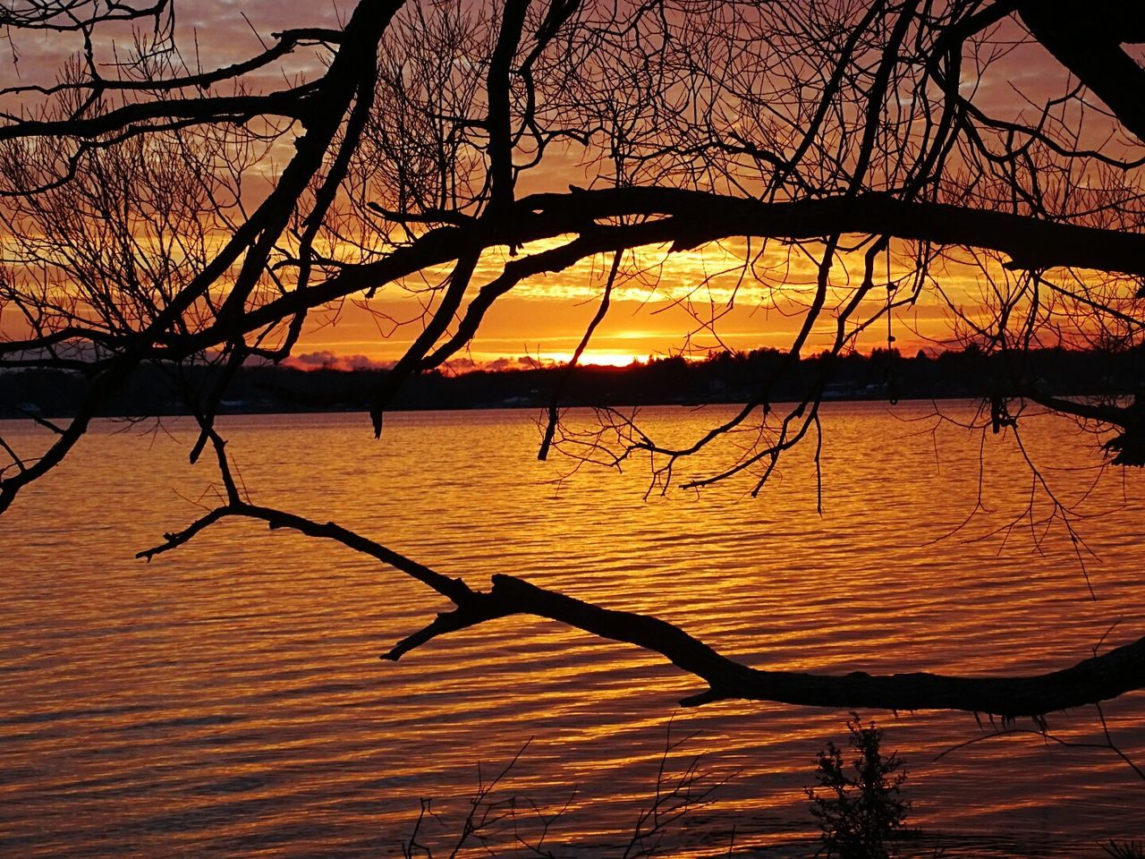 Close-up of silhouette branches against calm water