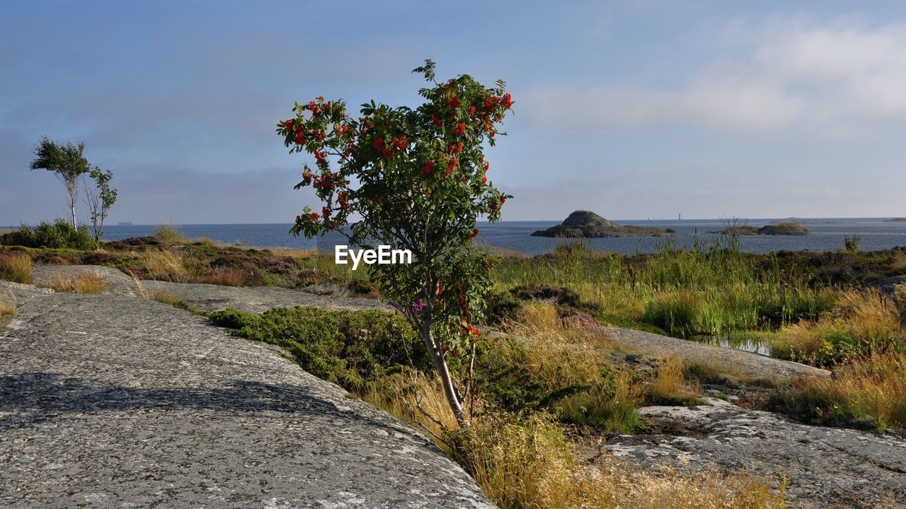 TREE BY SEA AGAINST SKY