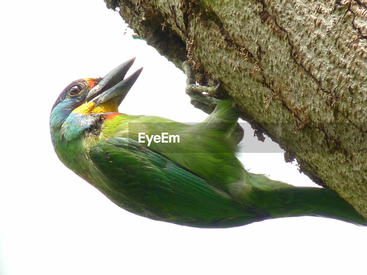 CLOSE-UP OF BIRD PERCHING ON TREE