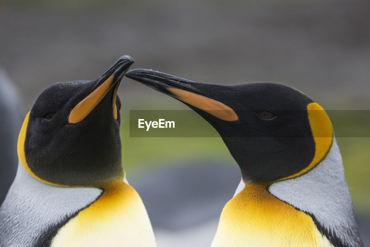 CLOSE-UP OF PENGUINS