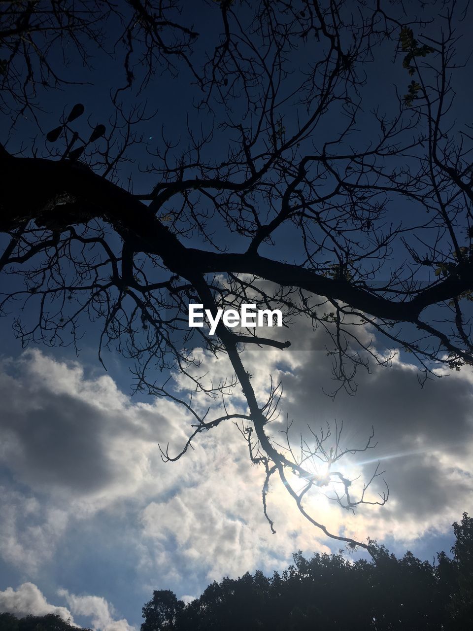 LOW ANGLE VIEW OF SILHOUETTE TREES AGAINST SKY