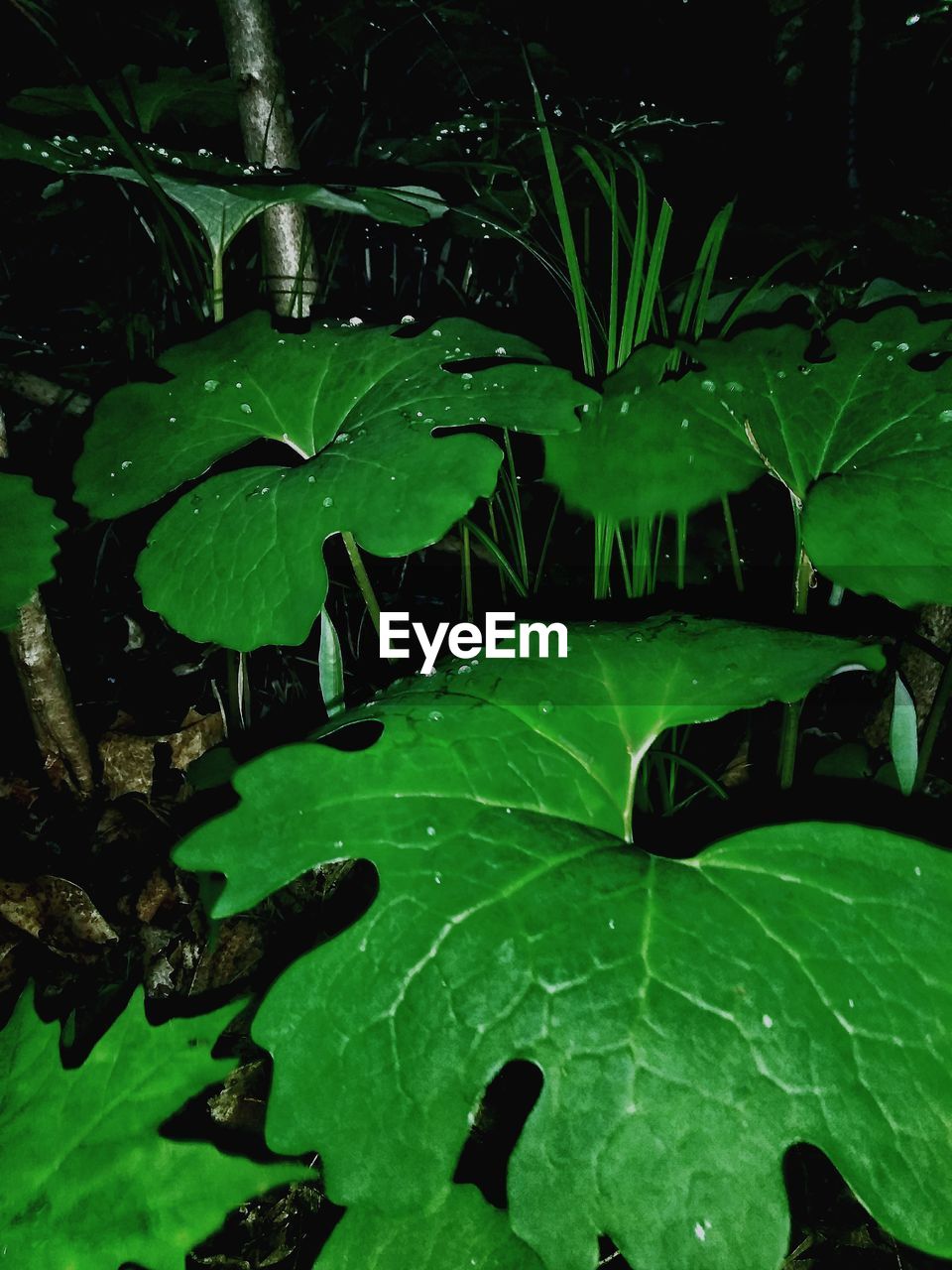 CLOSE-UP OF RAINDROPS ON LEAVES