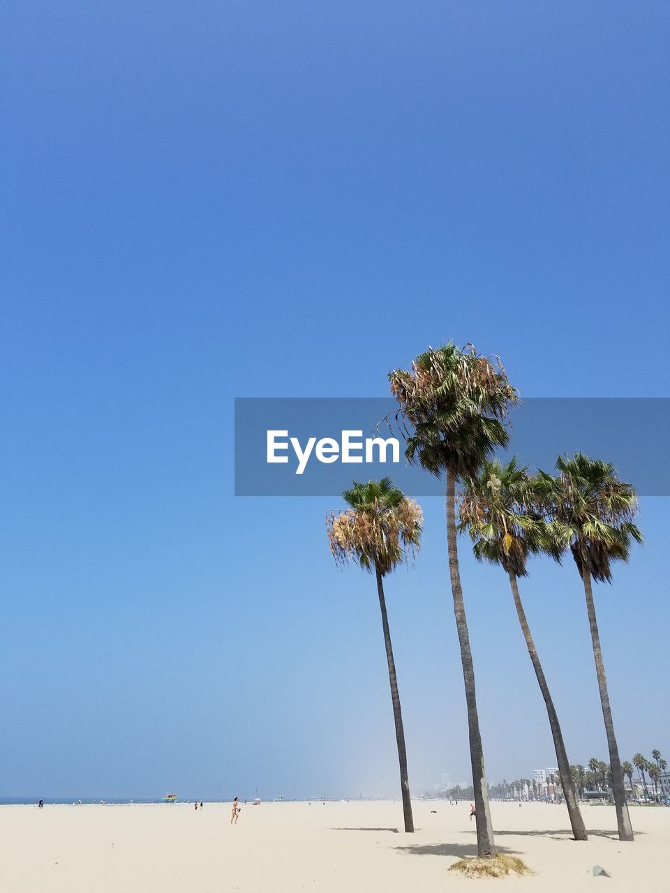 Low angle view of palm trees against clear blue sky