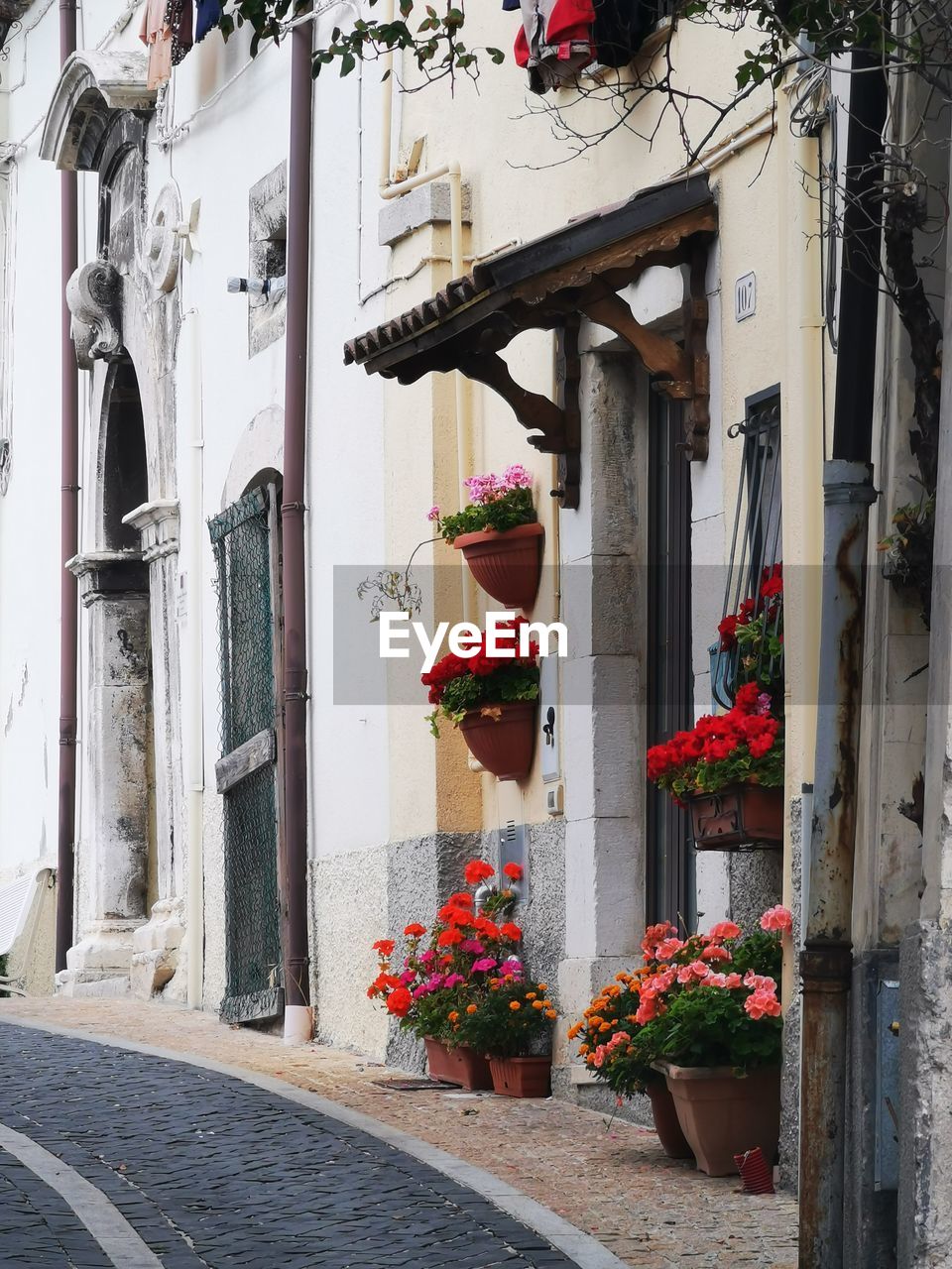 Potted plants outside building