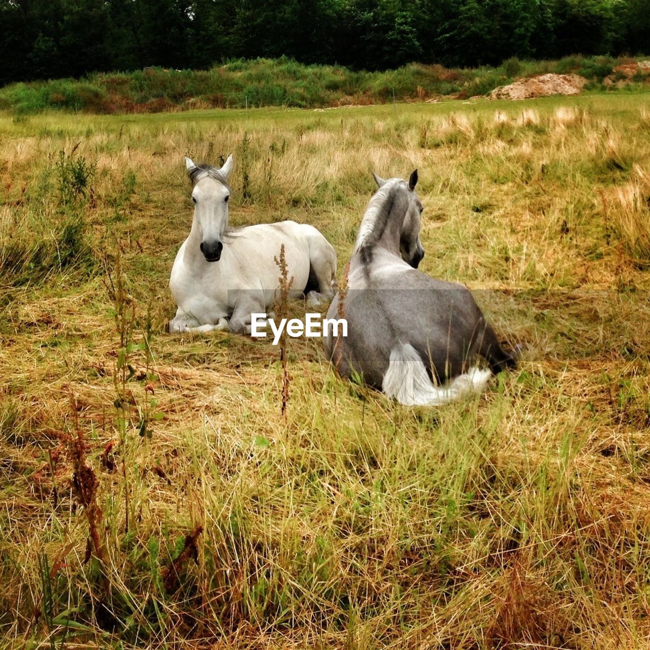 Two horses relaxing on landscape