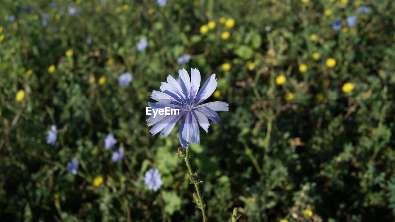 High angle view of purple flower blooming outdoors