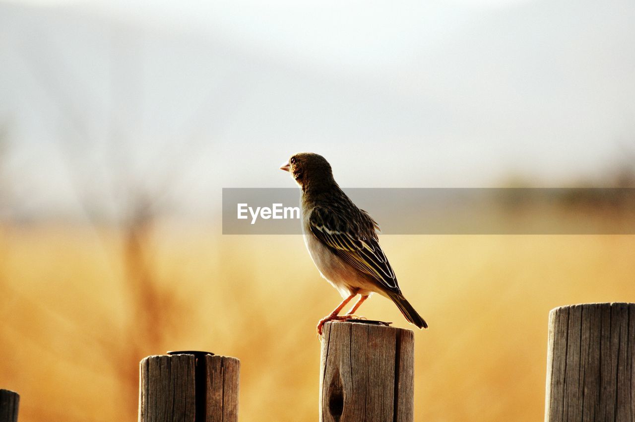 Bird perching on wooden post against sky