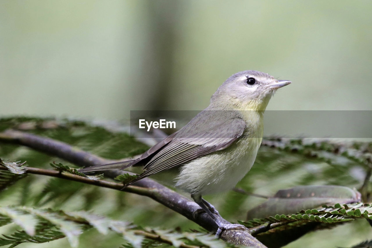 Close-up of bird perching on tree