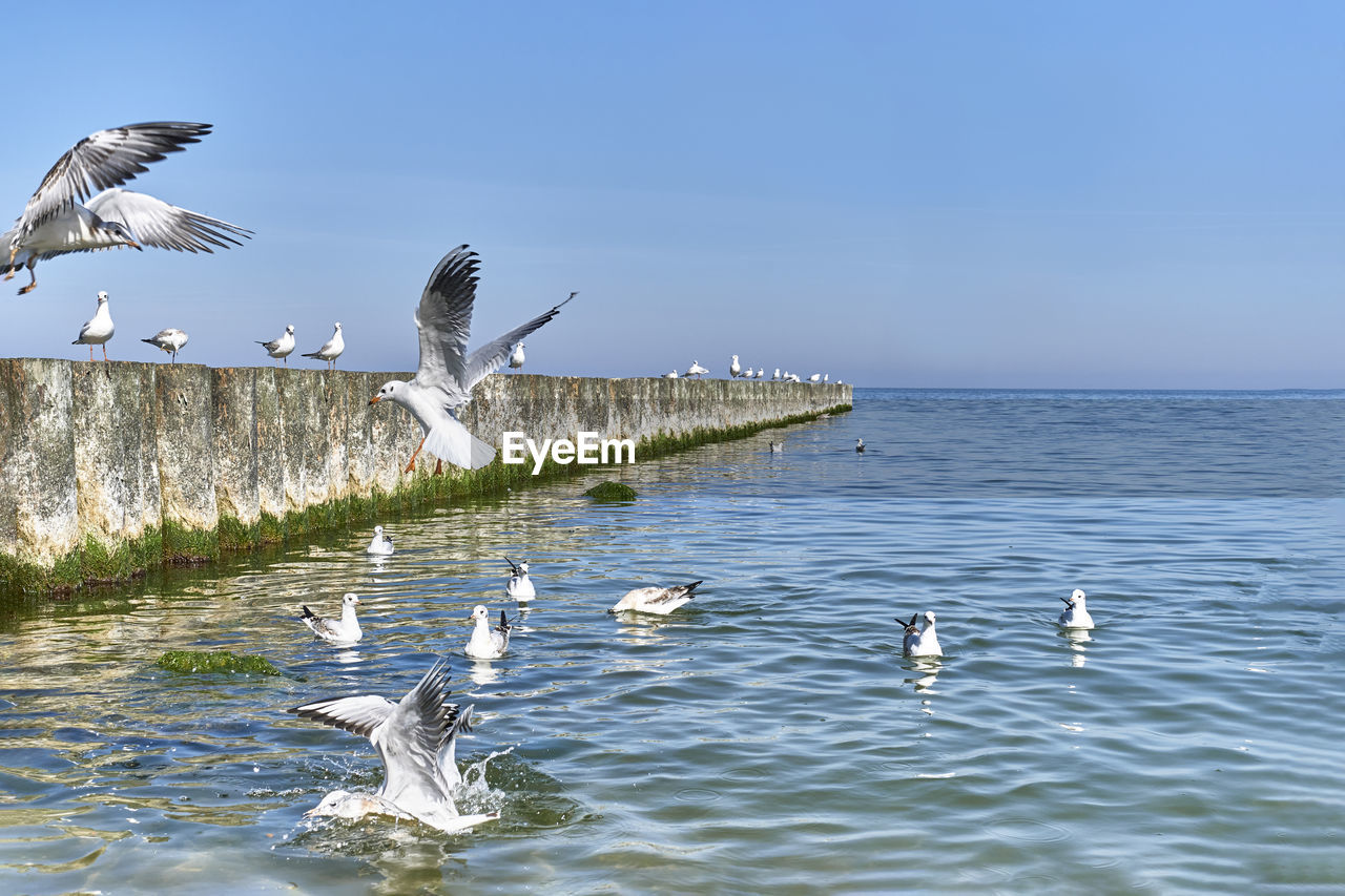 SEAGULLS FLYING ABOVE SEA