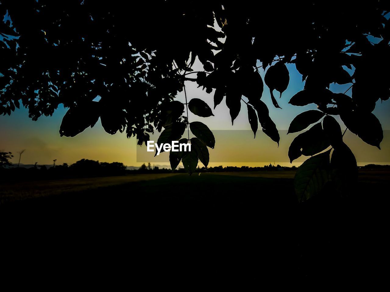 SILHOUETTE OF TREES ON FIELD AGAINST SKY