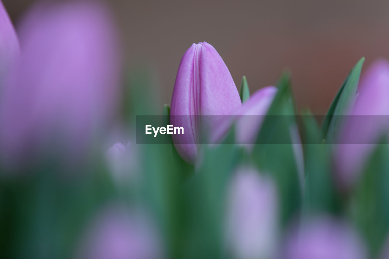 CLOSE-UP OF PINK CROCUS FLOWERS