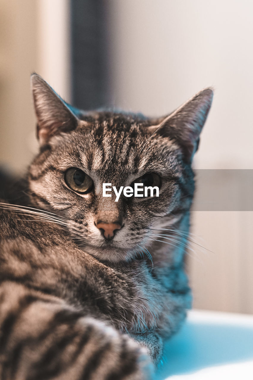 CLOSE-UP PORTRAIT OF CAT AT HOME