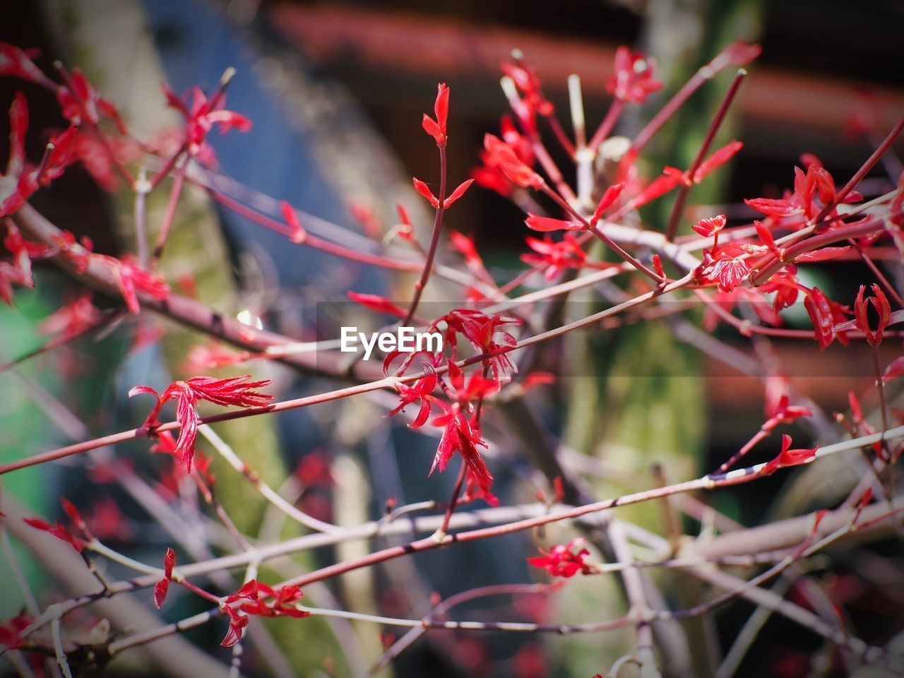 leaf, red, plant, flower, autumn, branch, nature, tree, thorns, spines, and prickles, beauty in nature, macro photography, spring, no people, shrub, blossom, fruit, close-up, outdoors, focus on foreground, food and drink, plant part, food, twig, day, growth, tranquility