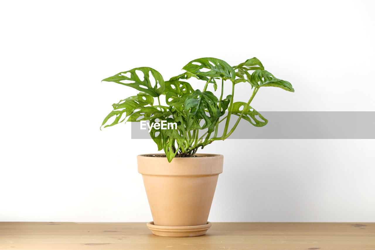 POTTED PLANT ON TABLE AGAINST WHITE BACKGROUND